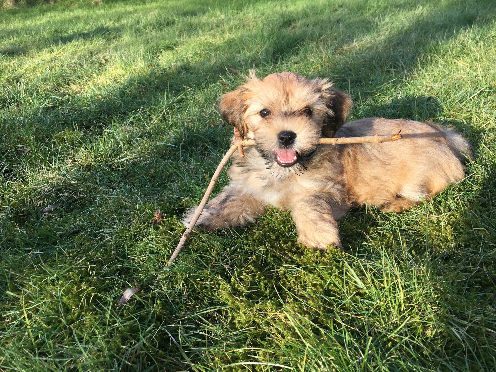 Your dog is welcome here